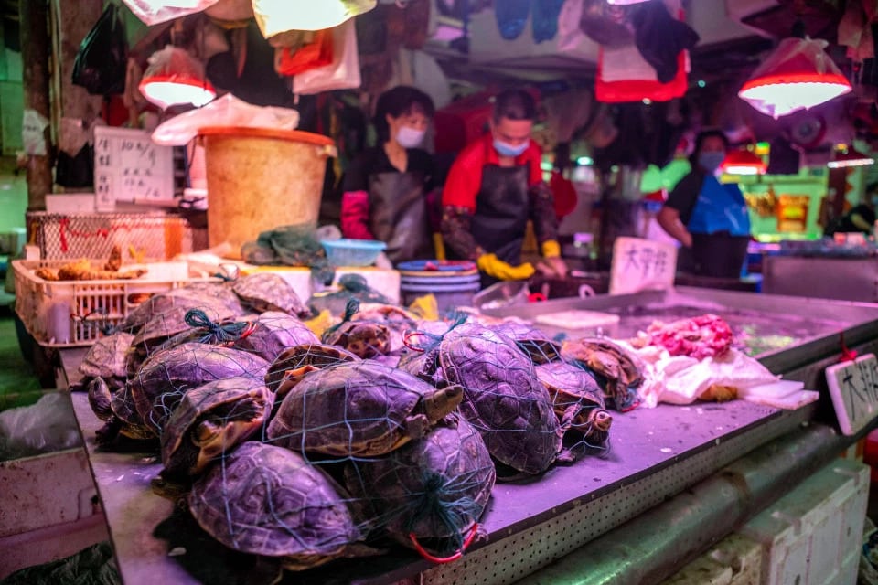 Chinese Wet Markets selling live frogs and turtles despite pandemic