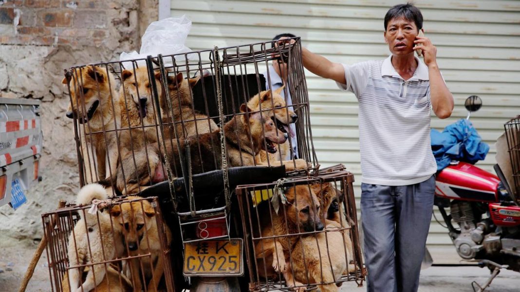 China reclassifies dogs as pets and not livestock In new guidelines