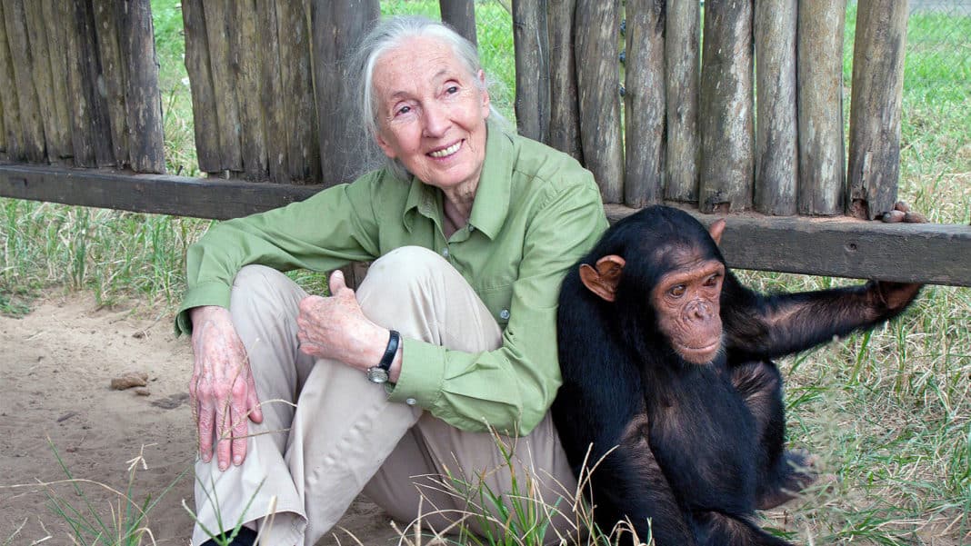 Jane Goodall says Humanity is finished if it fails to adapt after Covid-19