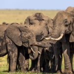 African Elephants at mud spot.