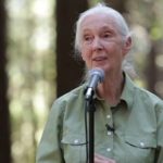 jane goodall 2