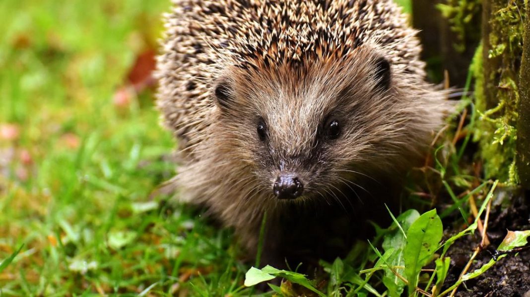 25% of native UK mammals at imminent risk of extinction