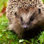 hedgehog2