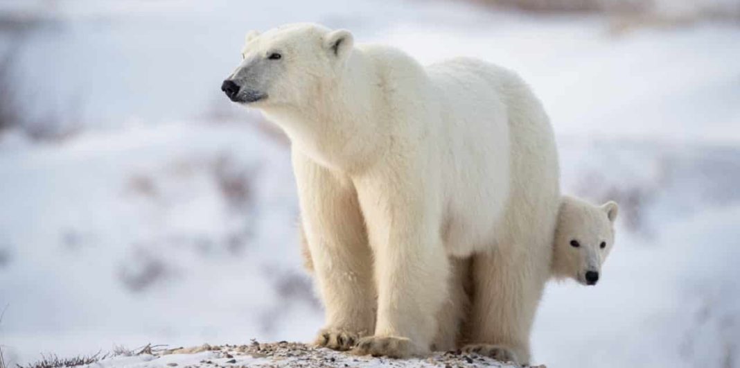 Polar bears to go extinct by end of century, study warns