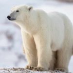 polar bears