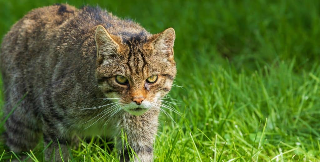 25% of native UK mammals at imminent risk of extinction