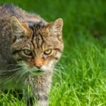 Scottish Wildcat