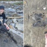 Eigg Dinosaur