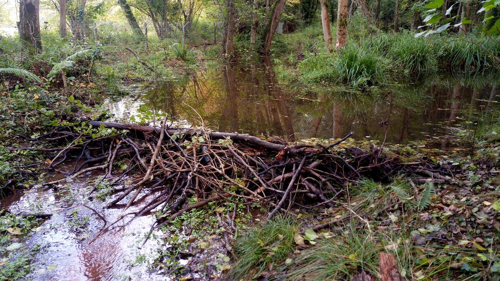 Beavers build first dam in Exmoor in over 400 years