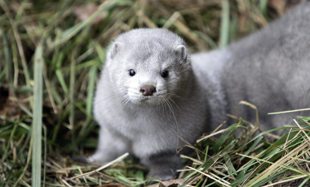 Denmark to cull millions of mink after passing COVID mutation to humans