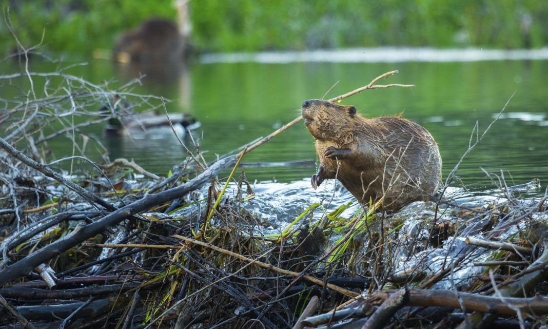 Beavers build first dam in Exmoor in over 400 years