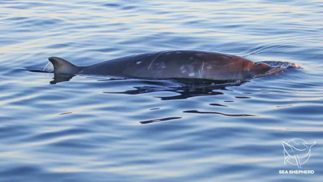 New whale species discovered off the coast of Mexico