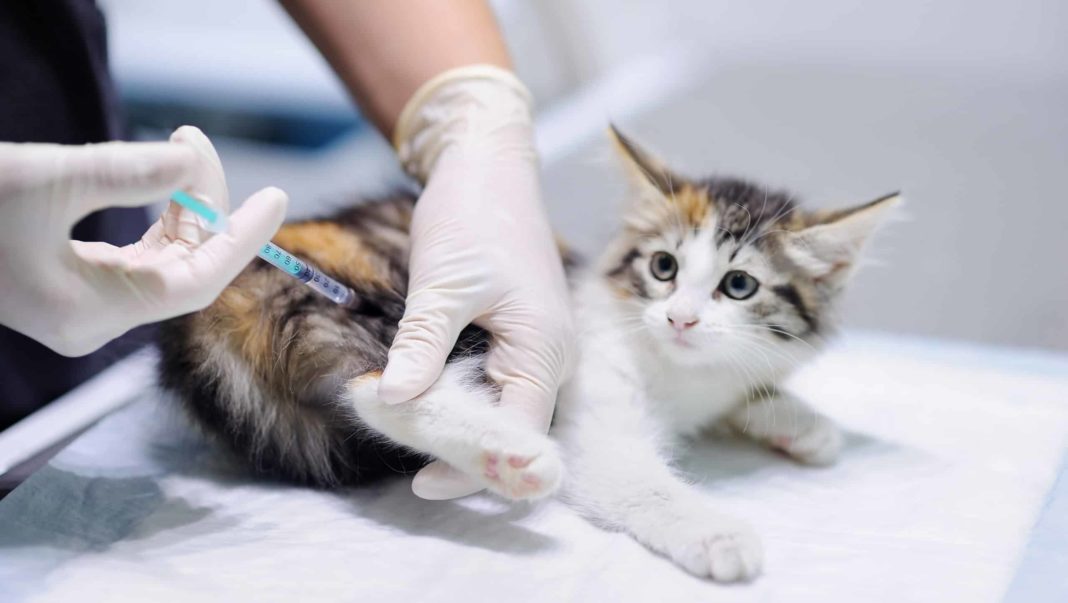 Vaccinating pets could become 'necessary', scientists say