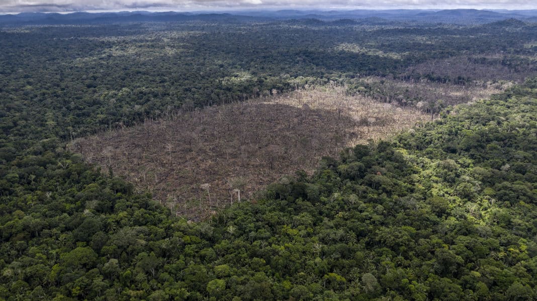 Two-thirds of tropical rainforest destroyed or degraded globally, NGO says