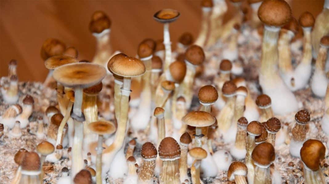 Researchers say psilocybin mushrooms 'promising' for treating depression