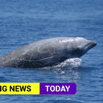 Cuvier’s beaked whale