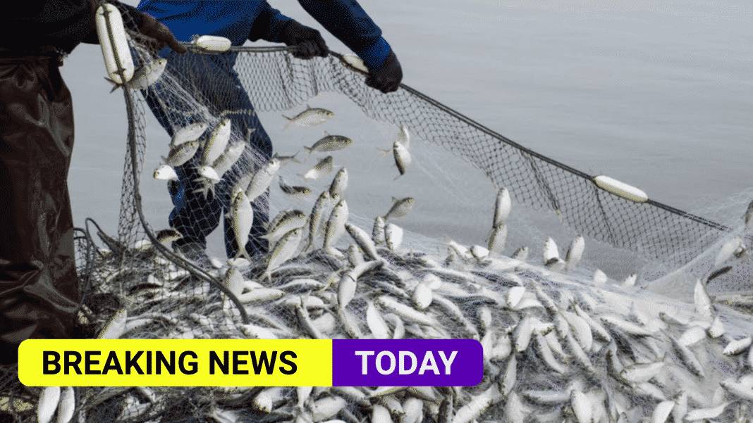 Seaspiracy: Will the Oceans be Empty of Fish by 2048?