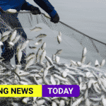 Overfishing