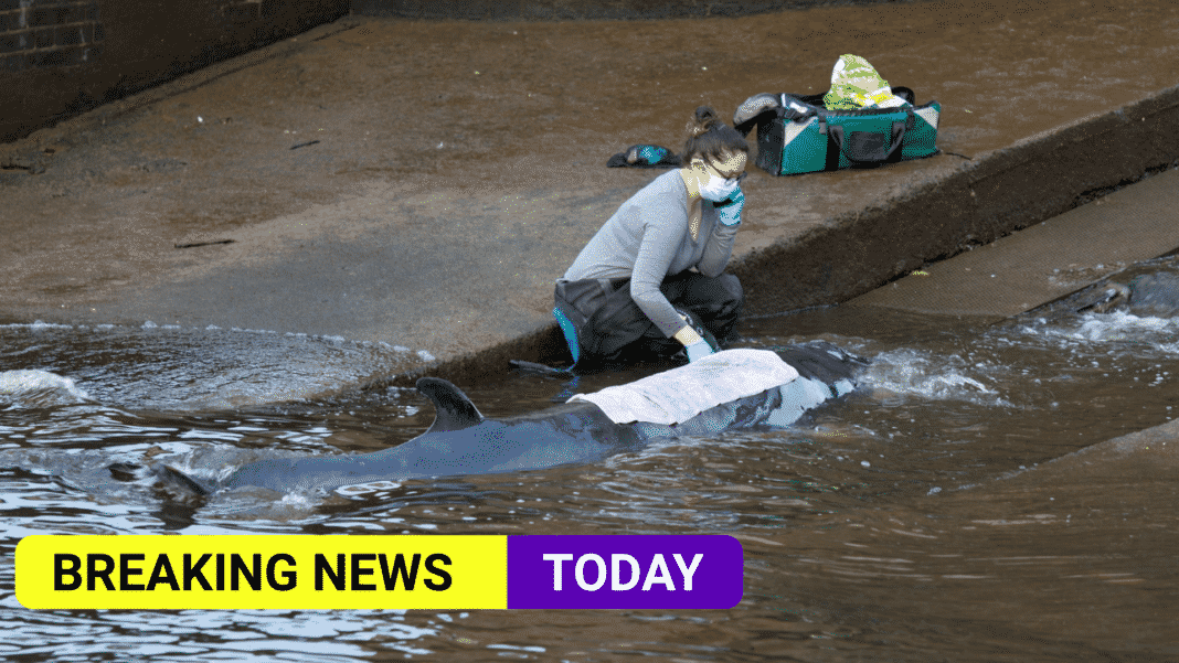 Rescuers free stranded minke whale in River Thames at Richmond