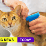 microchipping cats