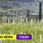 tree planting