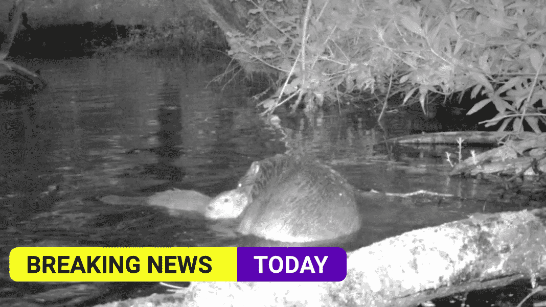 First baby beaver to be born for 400 years on Exmoor caught on film