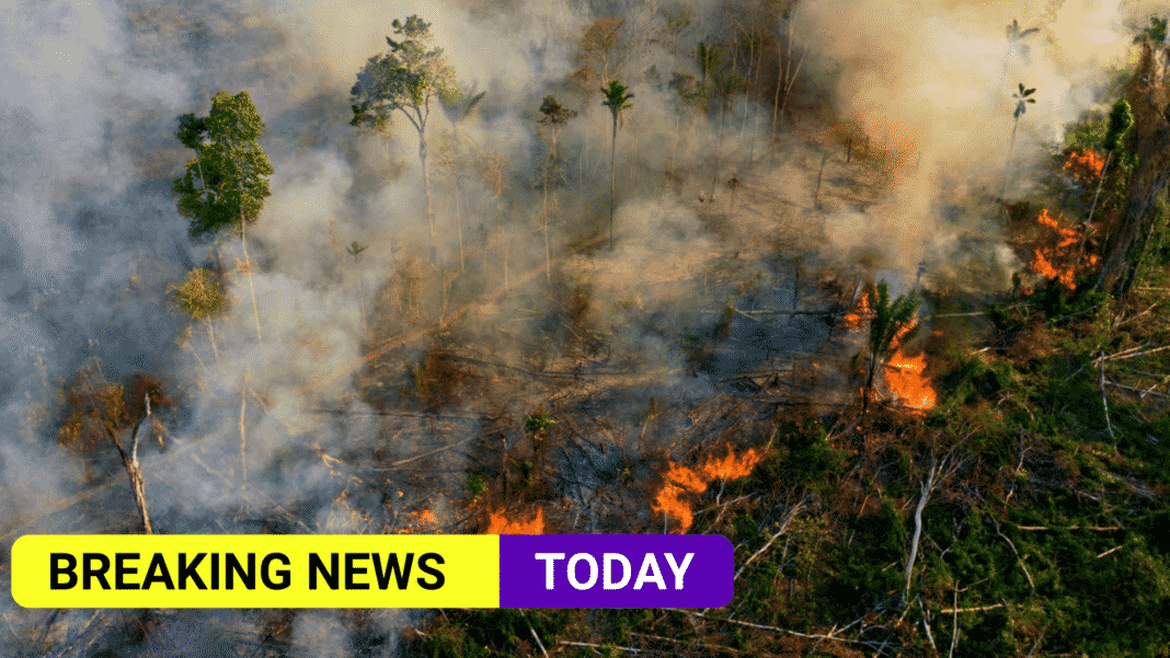 Amazon fires have already impacted 90% of plant and animal species