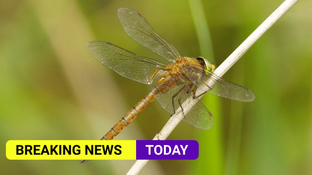 Dragonflies spread north in warming world