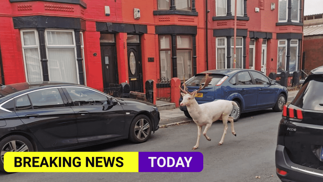 Police criticised for killing rare white stag roaming around Merseyside