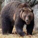 Ronan_Grizzly_Bear_1-1