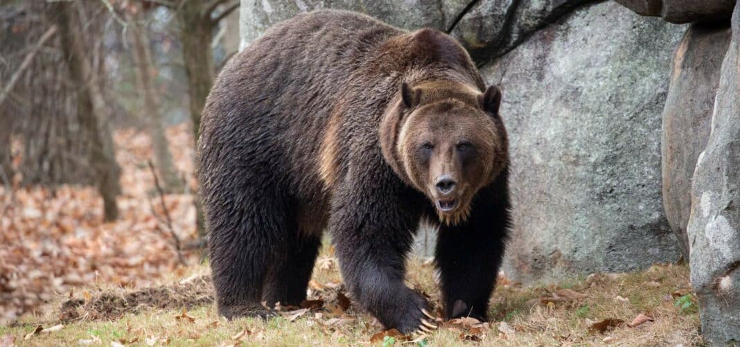 Body Discovered Following Grizzly Bear Attack in Montana